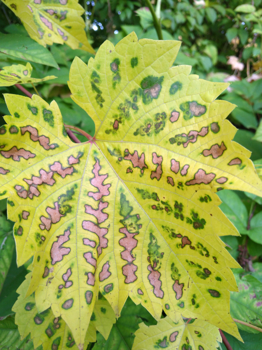 Alternativer Bildtex