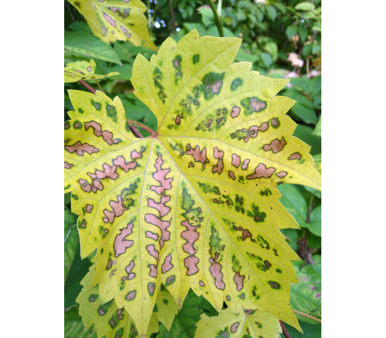 Im Kleinen fürs Große